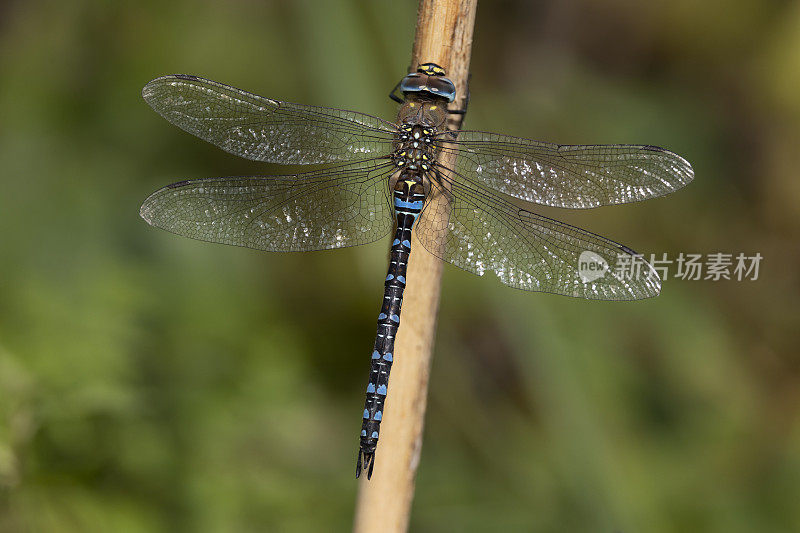 流动小贩蜻蜓。Aeshna mixta